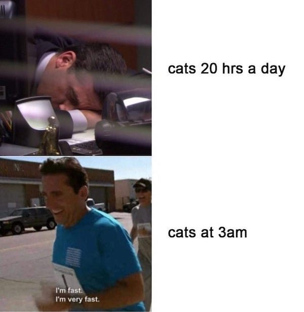 Cat Memes (32 pics)