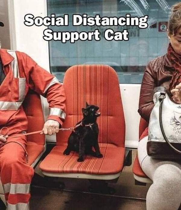 Cat Memes (32 pics)