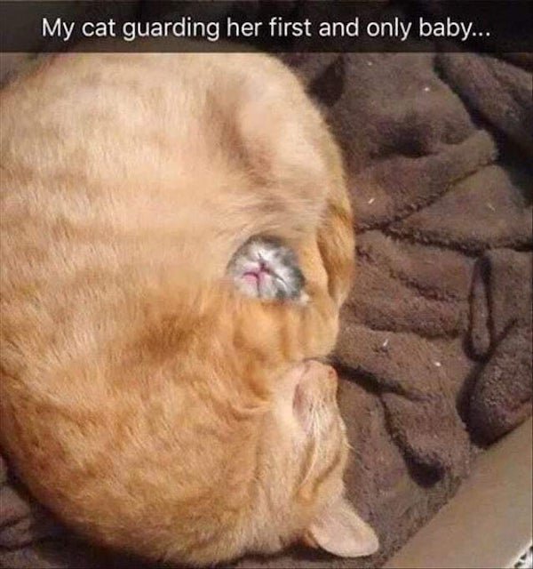 Cat Memes (32 pics)