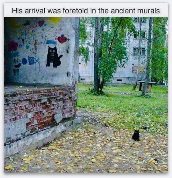 Cat Memes (32 pics)