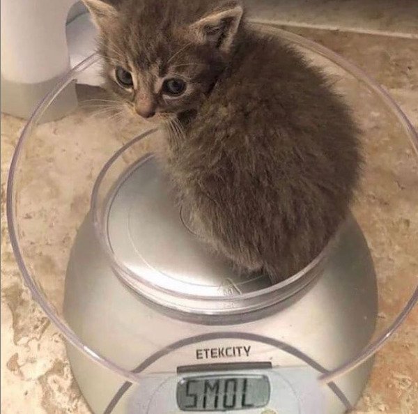 Cat Memes (32 pics)