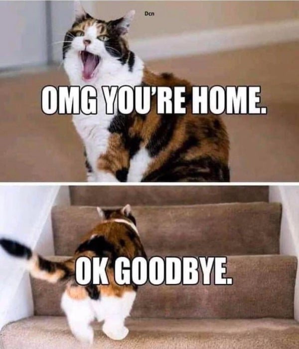 Cat Memes (32 pics)