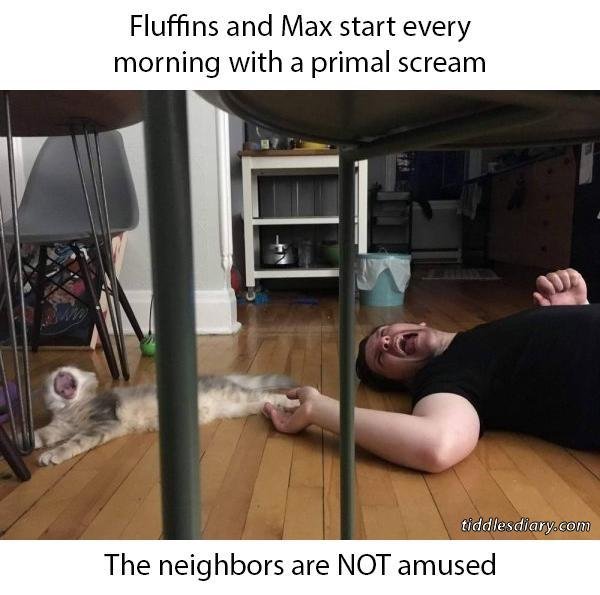 Cat Memes (32 pics)