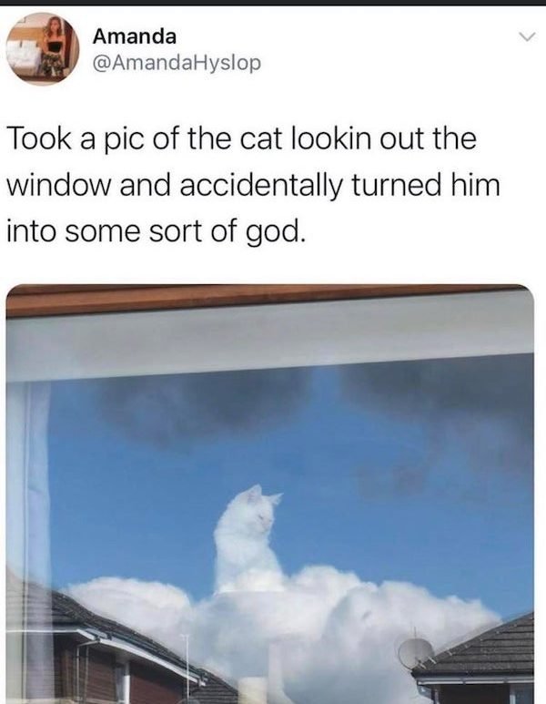 Cat Memes (32 pics)