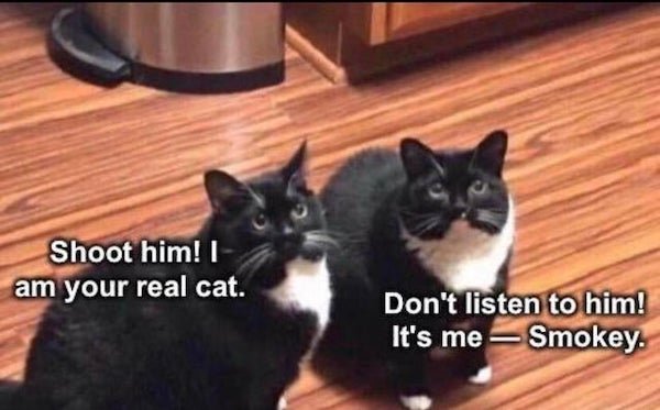 Cat Memes (32 pics)
