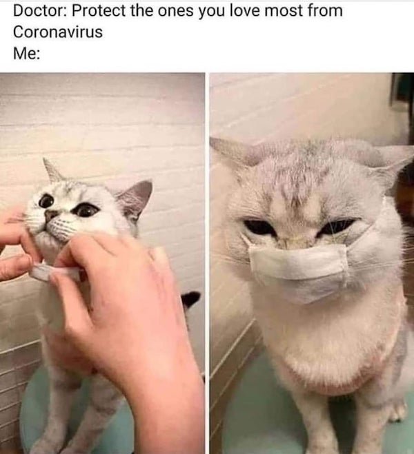 Cat Memes (32 pics)