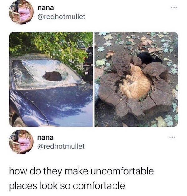 Cat Memes (32 pics)
