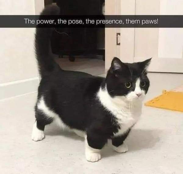 Cat Memes (32 pics)