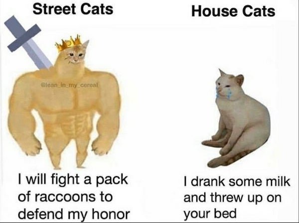 Cat Memes (32 pics)