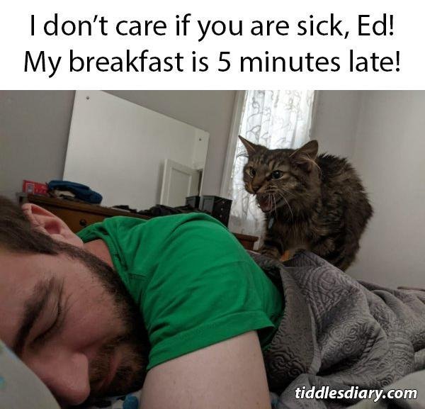 Cat Memes (32 pics)