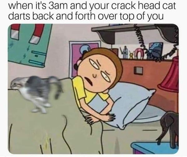 Cat Memes (32 pics)