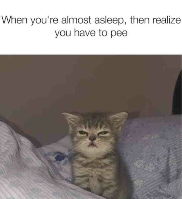 Cat Memes (32 pics)
