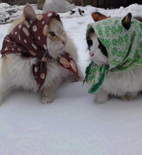 Cat Memes (32 pics)