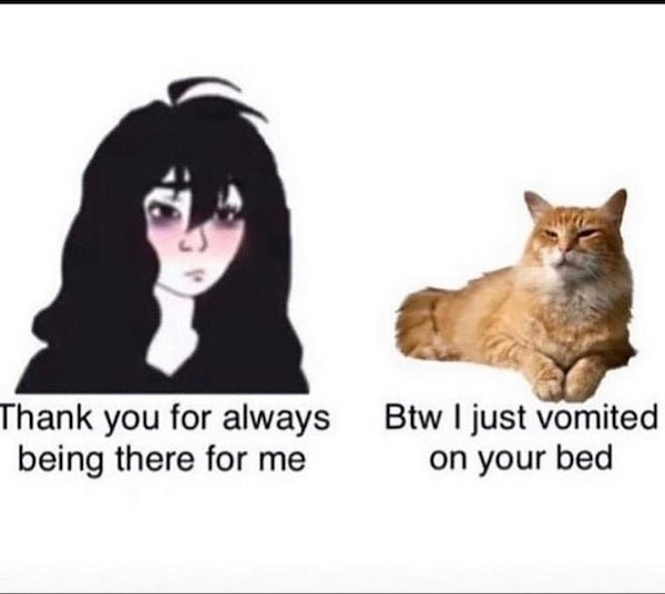 Cat Memes (32 pics)