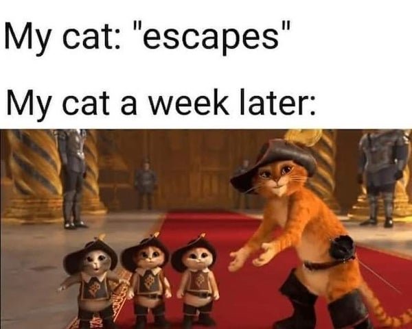 Cat Memes (32 pics)