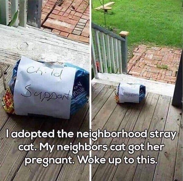 Cat Memes (32 pics)
