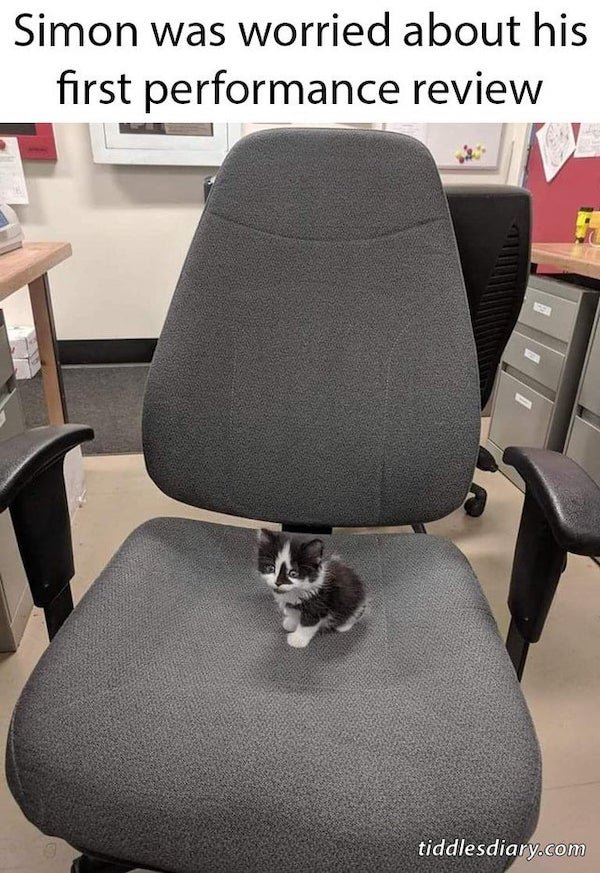Cat Memes (32 pics)