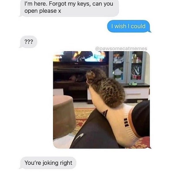 Cat Memes (32 pics)