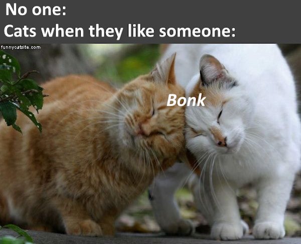 Cat Memes (32 pics)