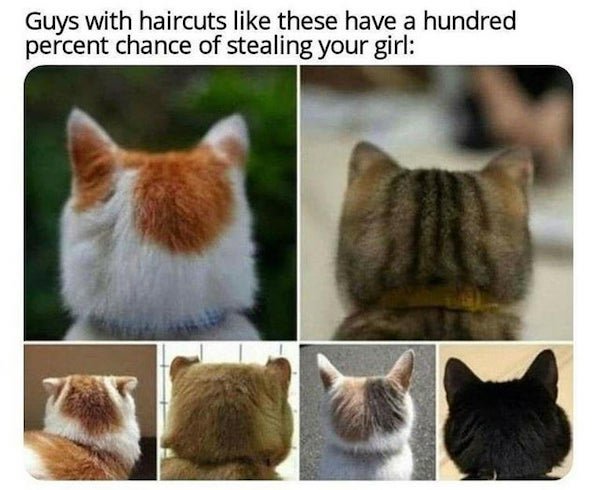 Cat Memes (32 pics)