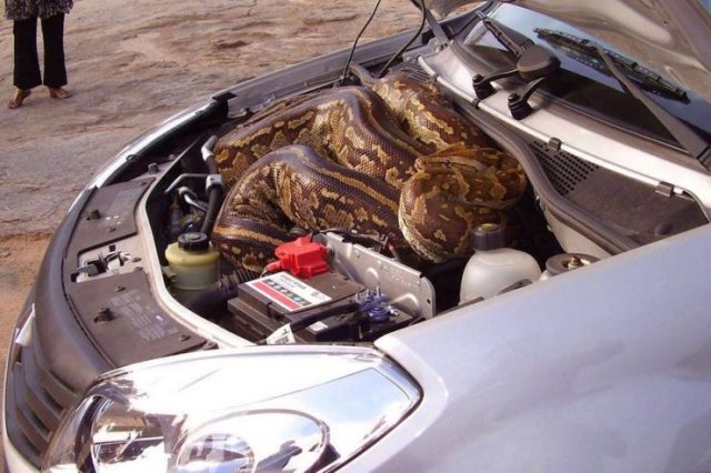 Acid Picdump 2 (90 pics)