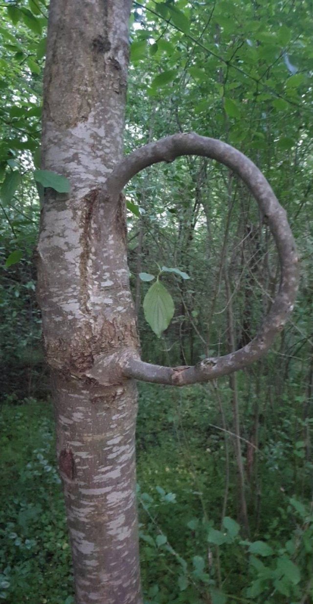 Acid Picdump 2 (90 pics)