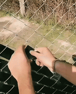 Acid Gifdump, May 17 (25 gifs)