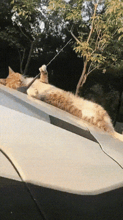 Acid Gifdump, May 17 (25 gifs)