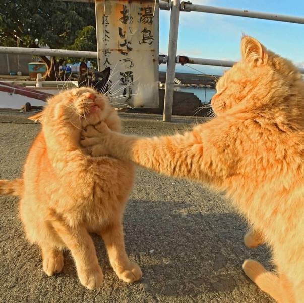 Acid Picdump 1 (81 pics)