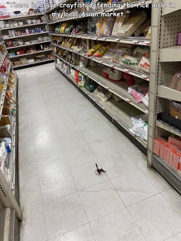 Animals Memes And Pictures (52 pics)