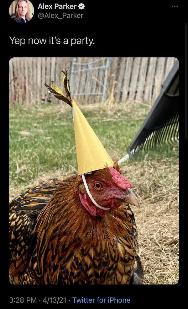 Animals Memes And Pictures (52 pics)