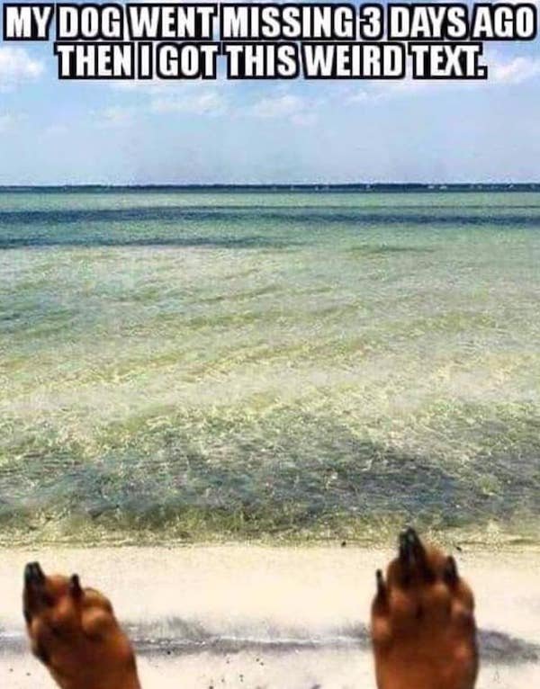 Animals Memes And Pictures (52 pics)