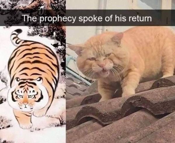 Animals Memes And Pictures (52 pics)
