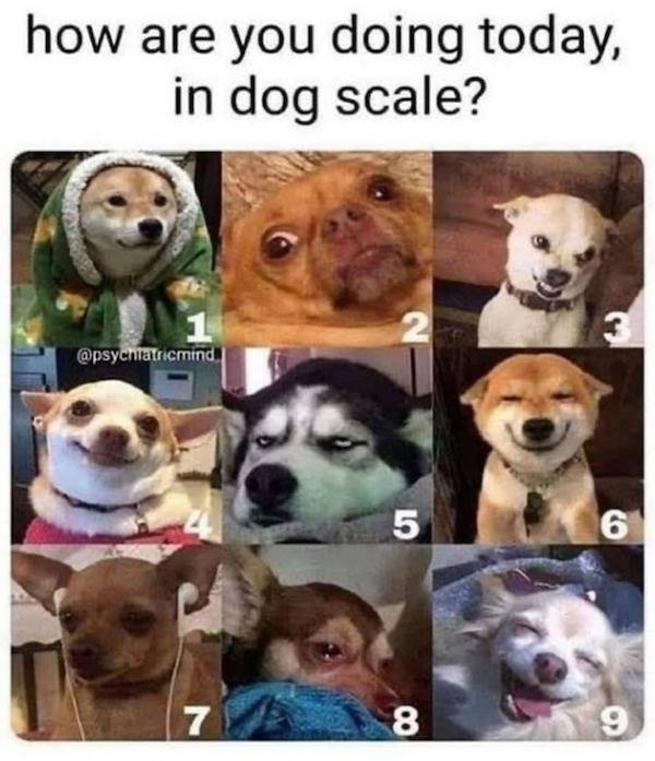 Animals Memes And Pictures (52 pics)