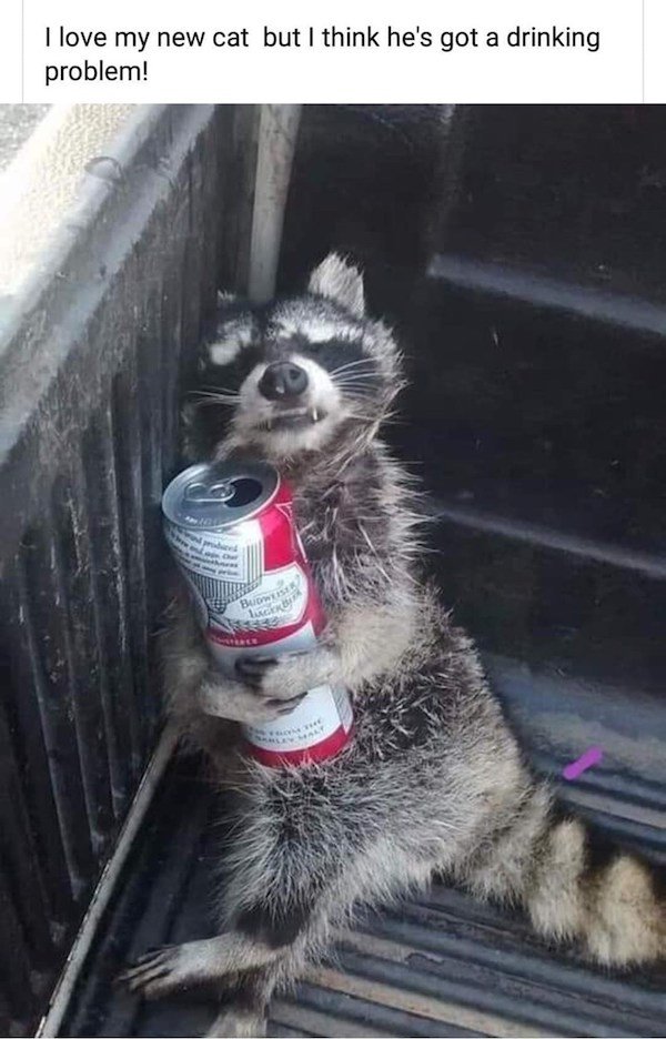 Animals Memes And Pictures (52 pics)