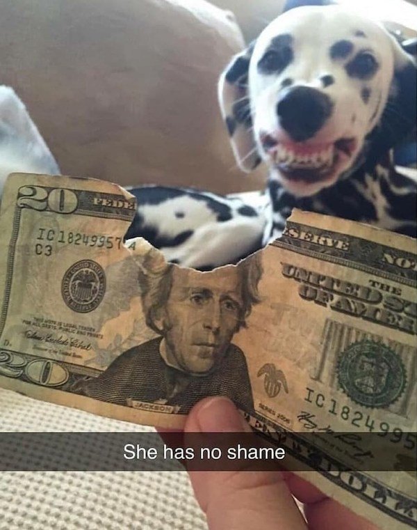 Animals Memes And Pictures (52 pics)