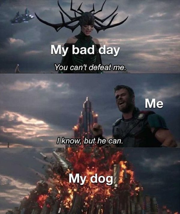 Animals Memes And Pictures (52 pics)
