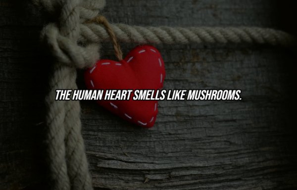 Human Body Facts (25 pics)