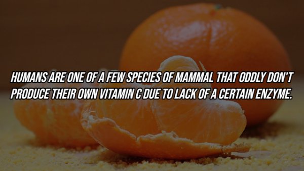 Human Body Facts (25 pics)