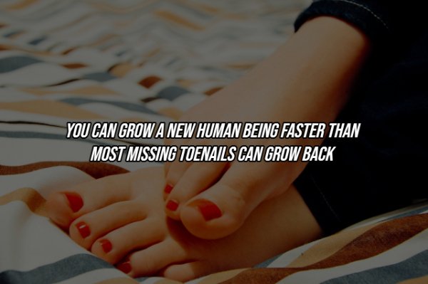 Human Body Facts (25 pics)