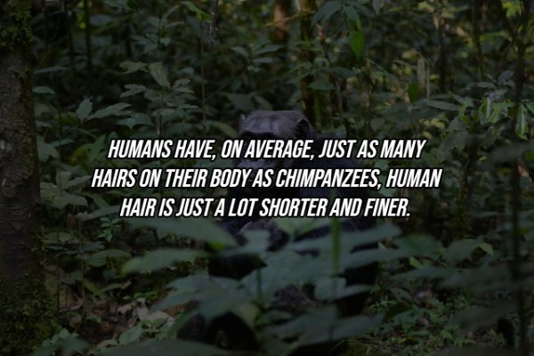 Human Body Facts (25 pics)