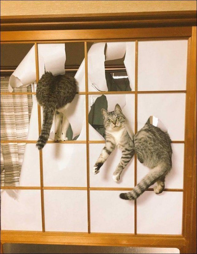 Acid Picdump 1 (85 pics)
