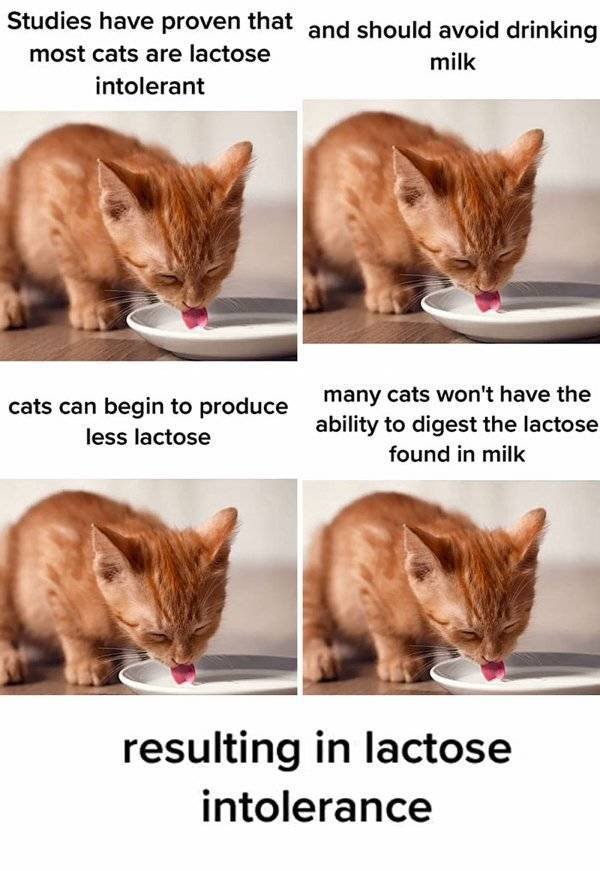 Facts About Cats (32 pics)