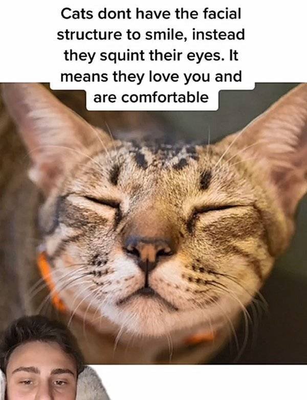 Facts About Cats (32 pics)