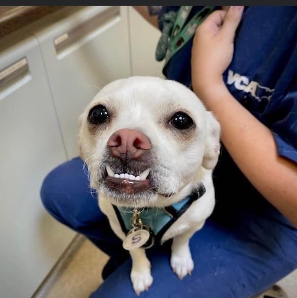 These Dogs Are Broken (30 pics) These Dogs Are Broken (30 pics)