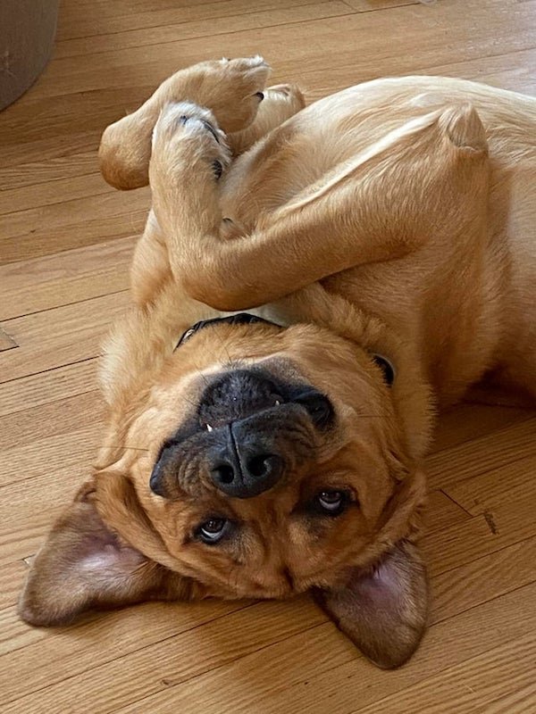These Dogs Are Broken (30 pics) These Dogs Are Broken (30 pics)