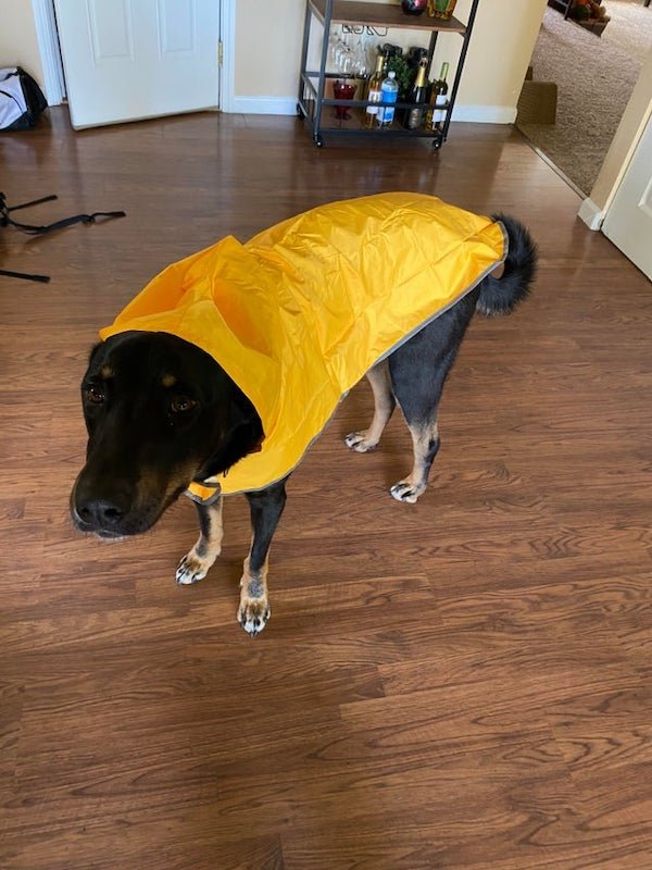 These Dogs Are Broken (30 pics) These Dogs Are Broken (30 pics)