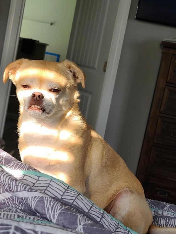 These Dogs Are Broken (30 pics) These Dogs Are Broken (30 pics)