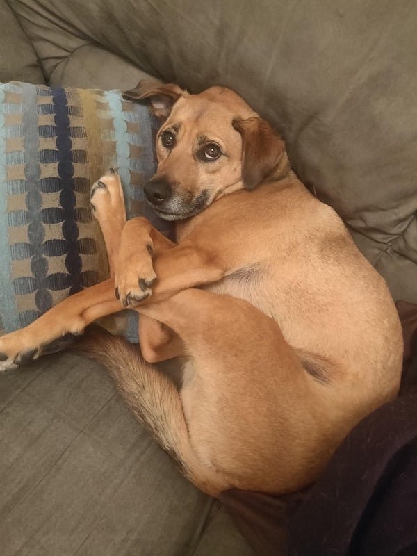 These Dogs Are Broken (30 pics)
