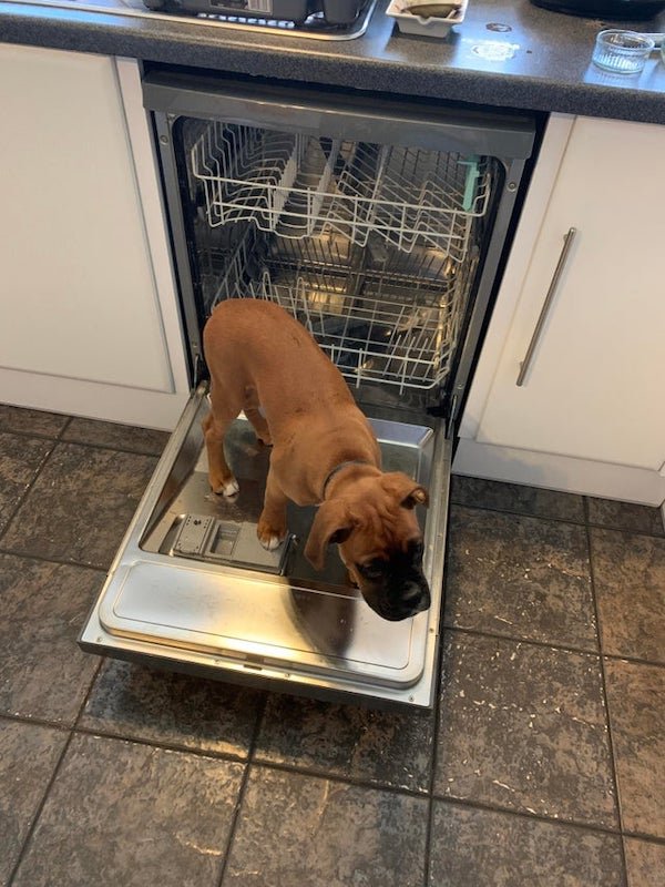 These Dogs Are Broken (30 pics) These Dogs Are Broken (30 pics)